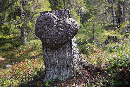 Hjertet ved Øksna sør for Yksensjøen.
