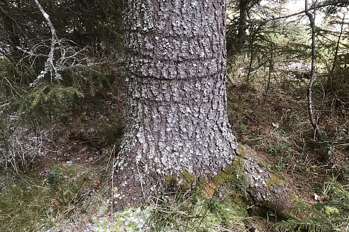 Merker etter Tretåspett