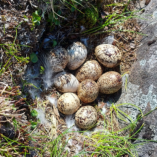 I skaret mellom Yttertinden og Midtitinden gikk jeg rett på et rypereir. Rypa løp av gårde for å lede meg vekk fra reiret, før hun etterhvert snek seg tilbake da jeg var på trygg avstand