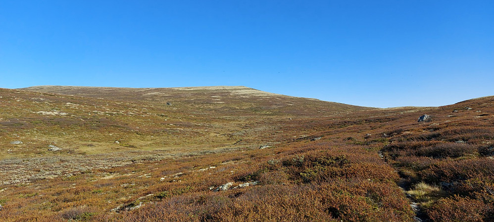 God men tidvis blaut sti oppover mot Klovningstein. Fant ingen sti til Storhøe etter Klovningstein, men fulgte en del dyretråkk på kryss og tvers