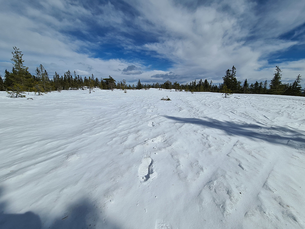 Kryssing av snø