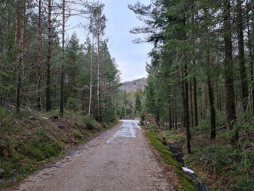 Skogsbilvei nordover mot Hisåsen