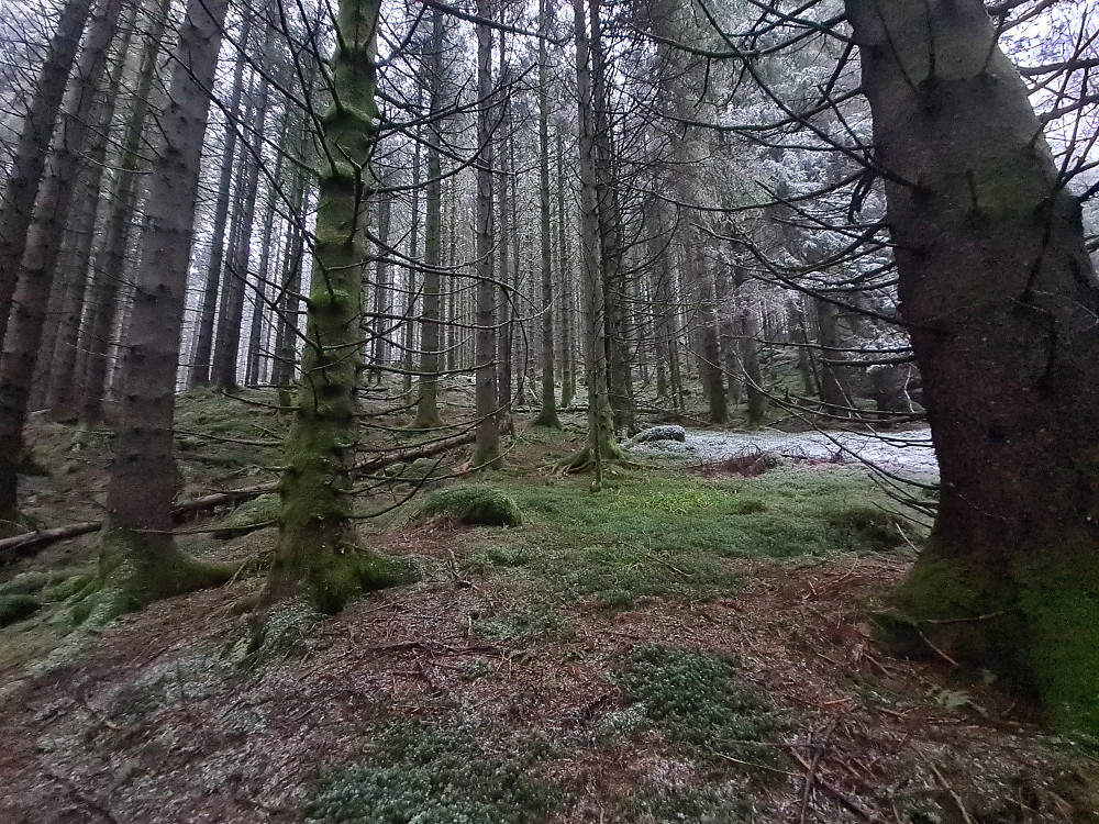 Denne granskogen skal man gjennom.