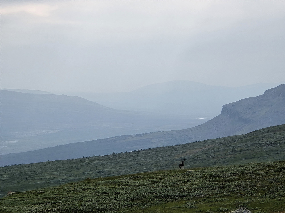 Innover Dividalen