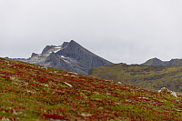 Saudehornet sett fra Breidfjellet