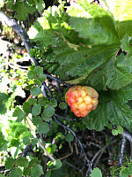 AnneW_20210718_60f486beb073f.jpg