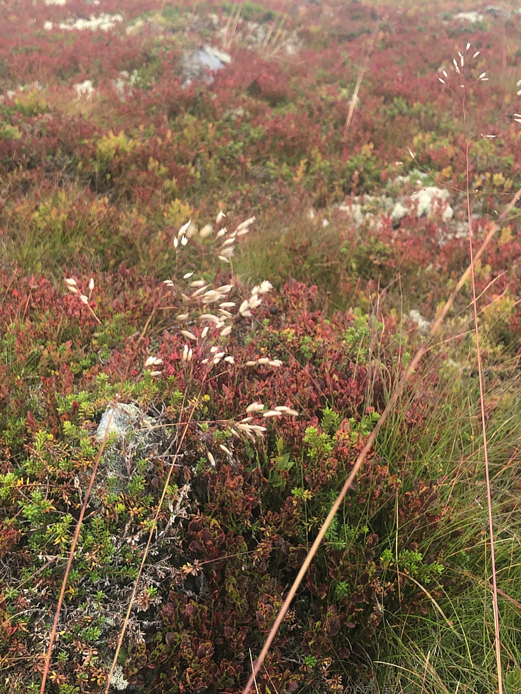 Høstfarger