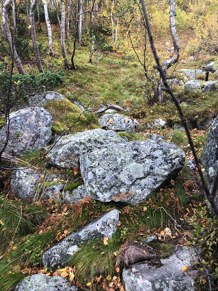 Tråkk/sti på ca 1000 høydemeter, tett ved elva fant vi tråkket