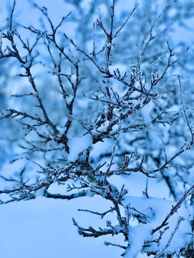 Winterwonderland