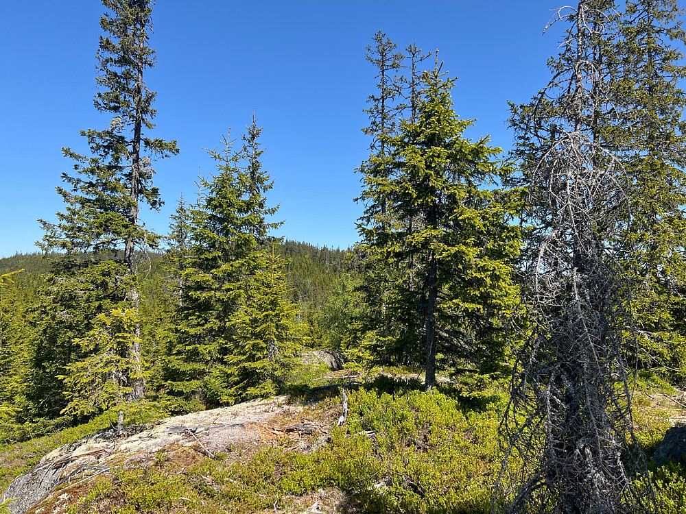 Selve Leidhaugen med utsikt mot Tullebrennhaugen