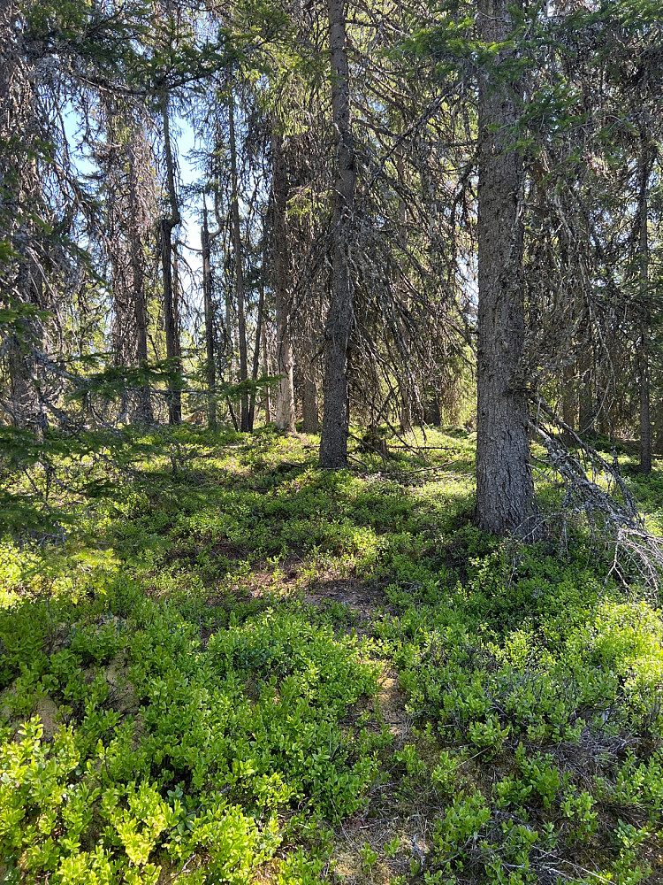 Tullebrennhaugen