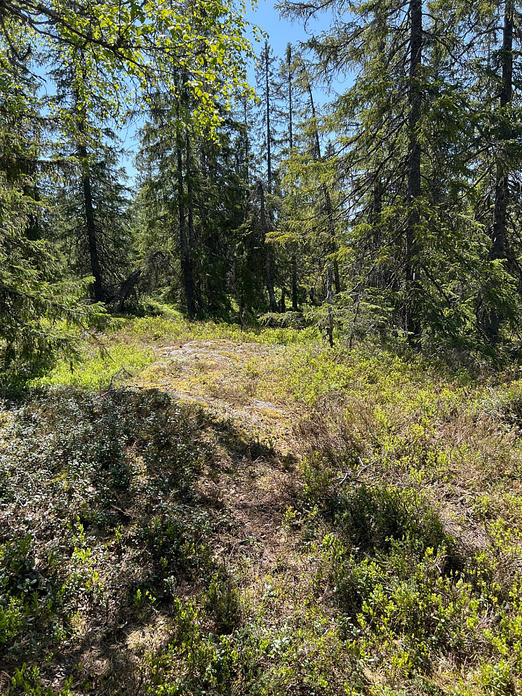 Søre Korsvasshøgda