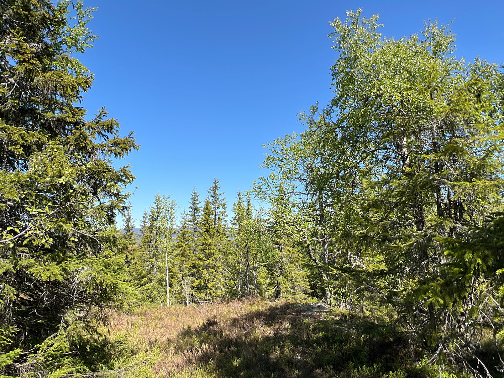 Rognbråtefjellet - en av topper med litt utsikt