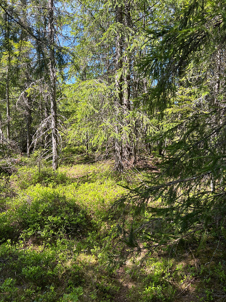 Skotterudhøgda
