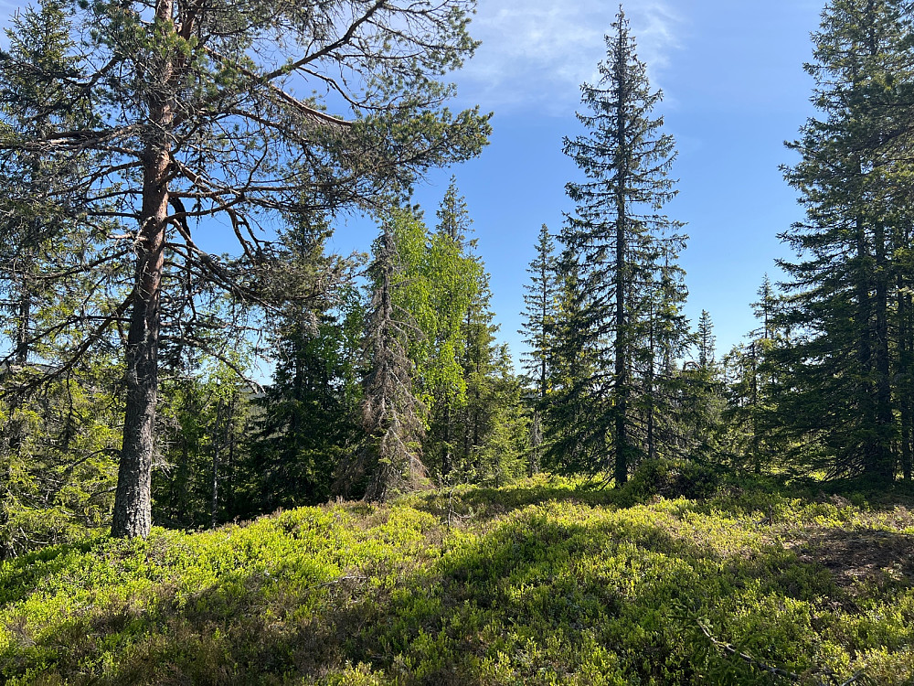 Høgeset / Framstadberget