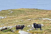 Affen_20240909_66de986ed194e.jpg