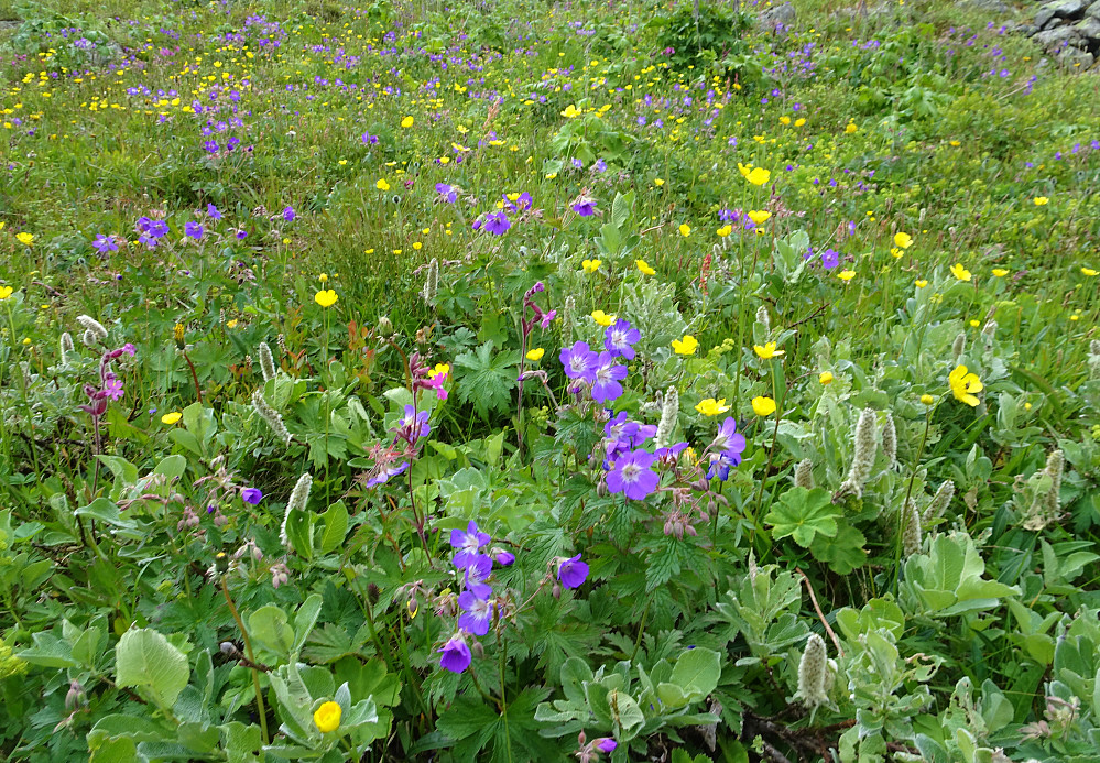 Nydelig blomsterflor helt til steinrøysa begynte