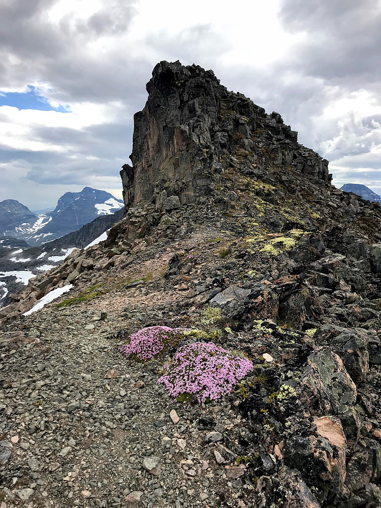 Skjærdingfjellet med blomster i forgrunnen.