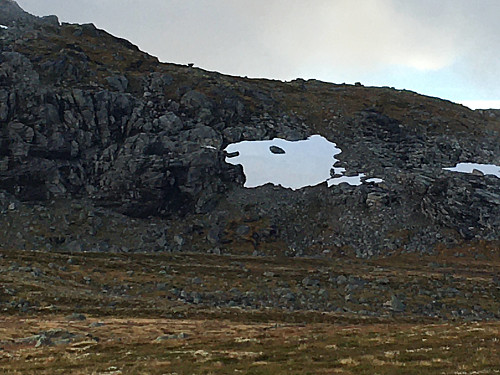 Fortsatt sau i fjellet ...