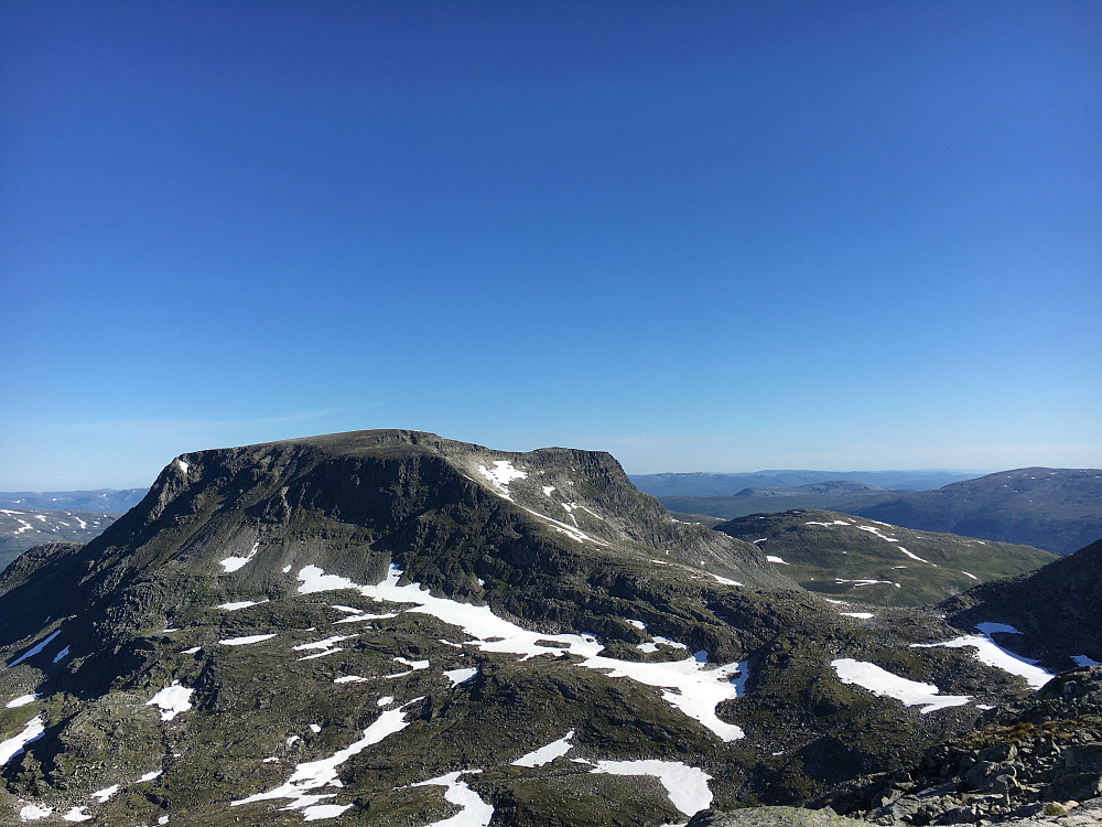 Blånebba med eggen jeg skal følge oppover.