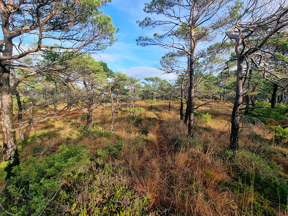 Blåheiane.