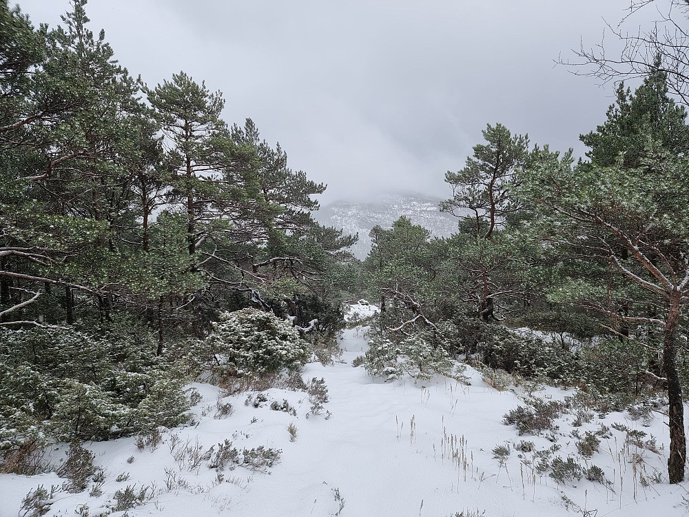 Fra Sveåsen.