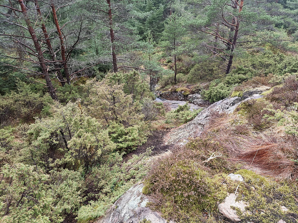På vei nedover lia fra Hodnakletten (229 moh.). Terrenget ser lett ut, men det var vått, glatt, gjørmete og mye kratt.