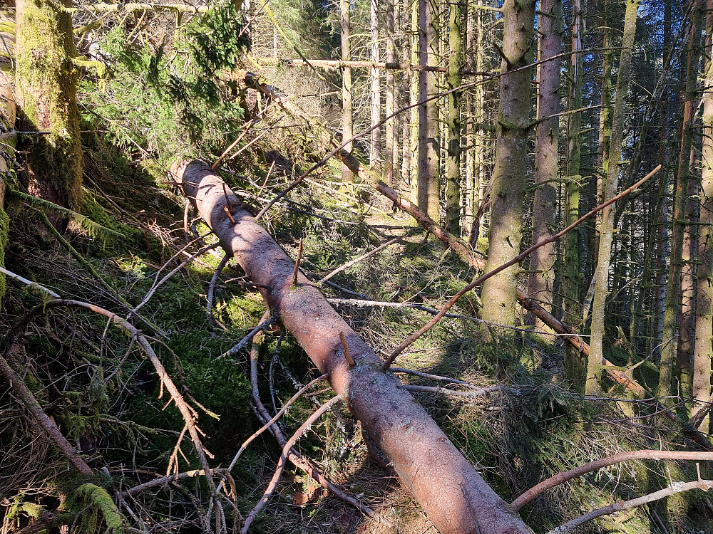 Sørvest for Austlidalen var det flere nedfalne trær over stien. Det knaket i noen trær i lia over meg, så jeg kjente litt på frykten for "treras". Det gikk bra.