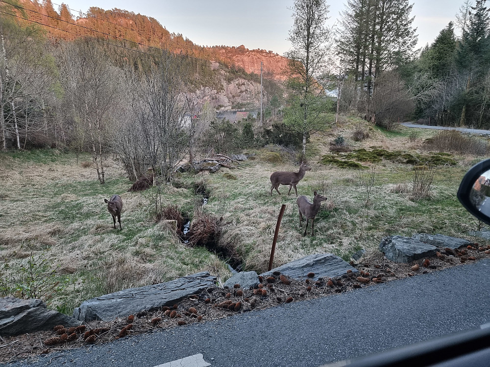 Artig møte med hjort ved Tellnes.