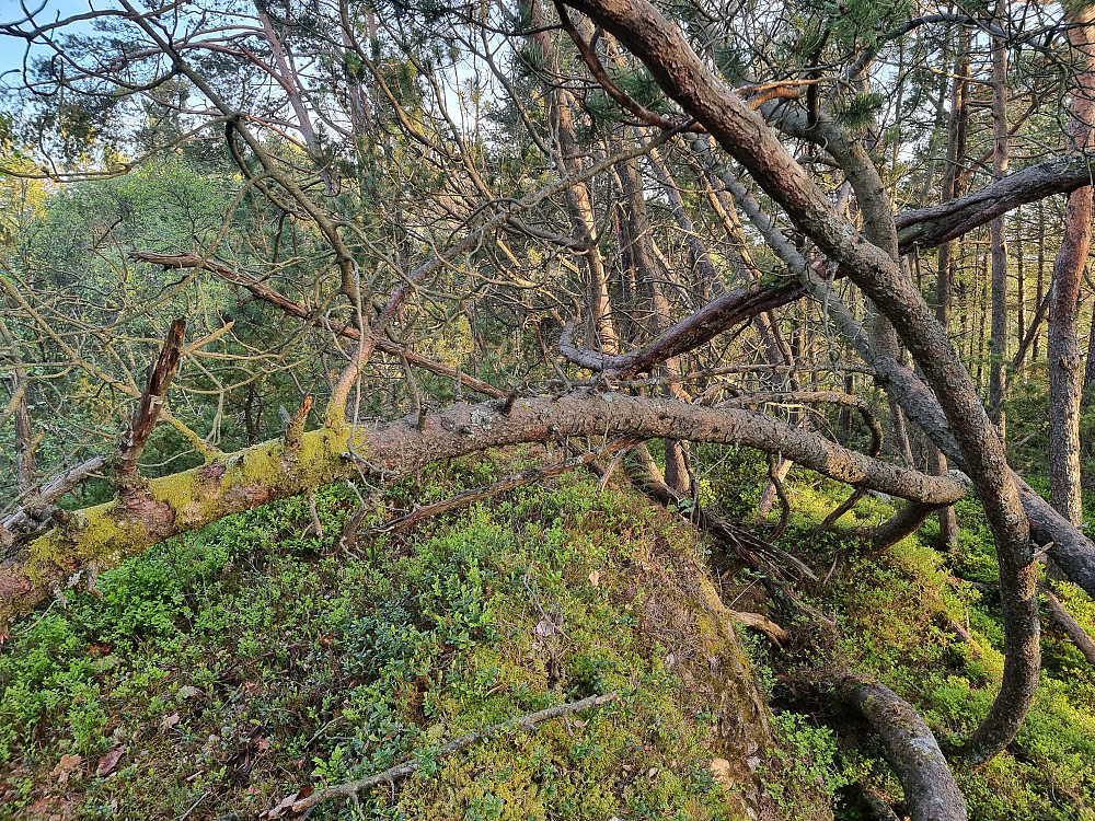 Ospehaugen. En skogstopp uten utsikt.
