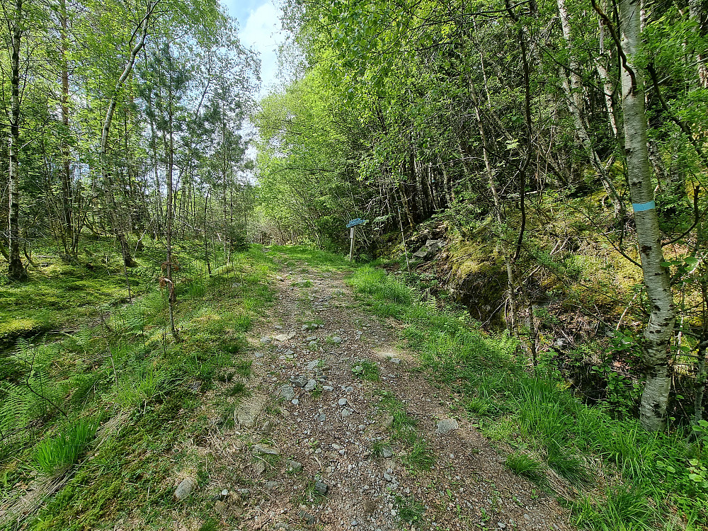 Stikrysset der stien oppover mot Middagshaugen starter.