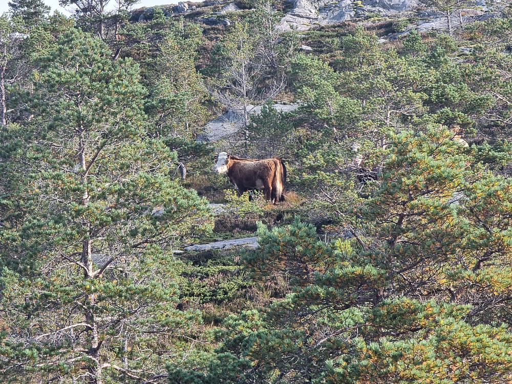 Da jeg nærmet meg Bernessætra, oppdaget jeg disse et stykke ovenfor stien. På avstand så det ut som ett dyr. I buskene til høyre lusker et par andre. Hele gjengen fikk plutselig fart på seg og forsvant nedover skogen. Jeg fortsatte på stien, men jeg så dem ikke flere ganger.