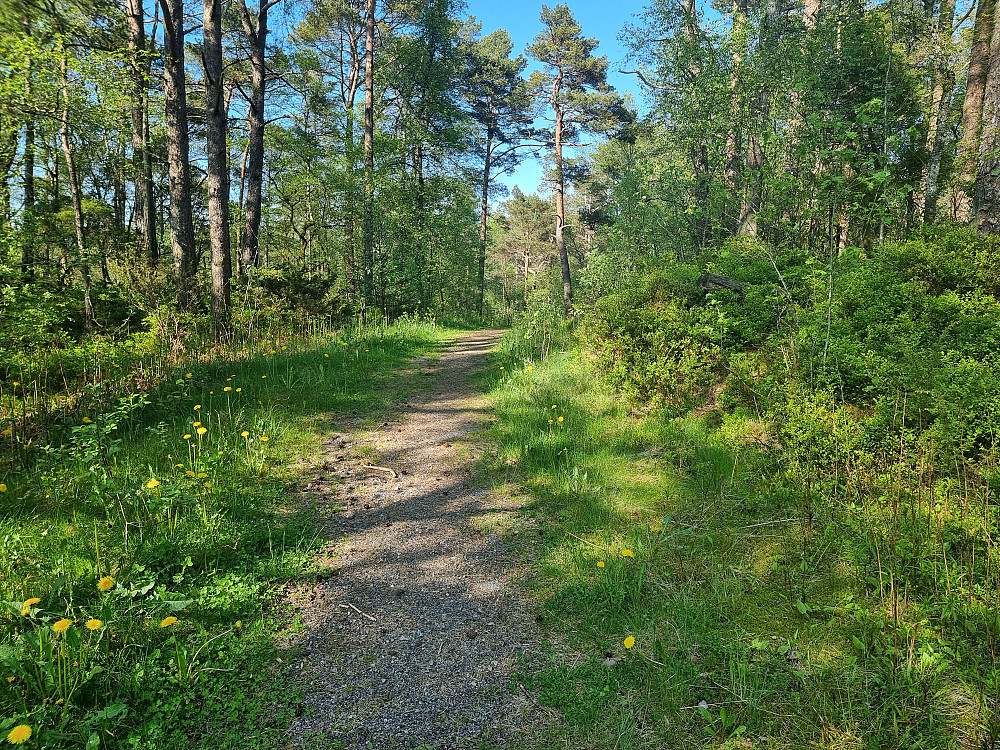 Det er mange fine stier og grusveier i Hordnesskogen. Bildet er tatt ved Storåsen.