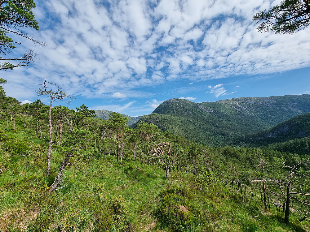 På vei ned fra Storenipa. Straumsdalen til høyre, med Illebruna i høyre bildekant.