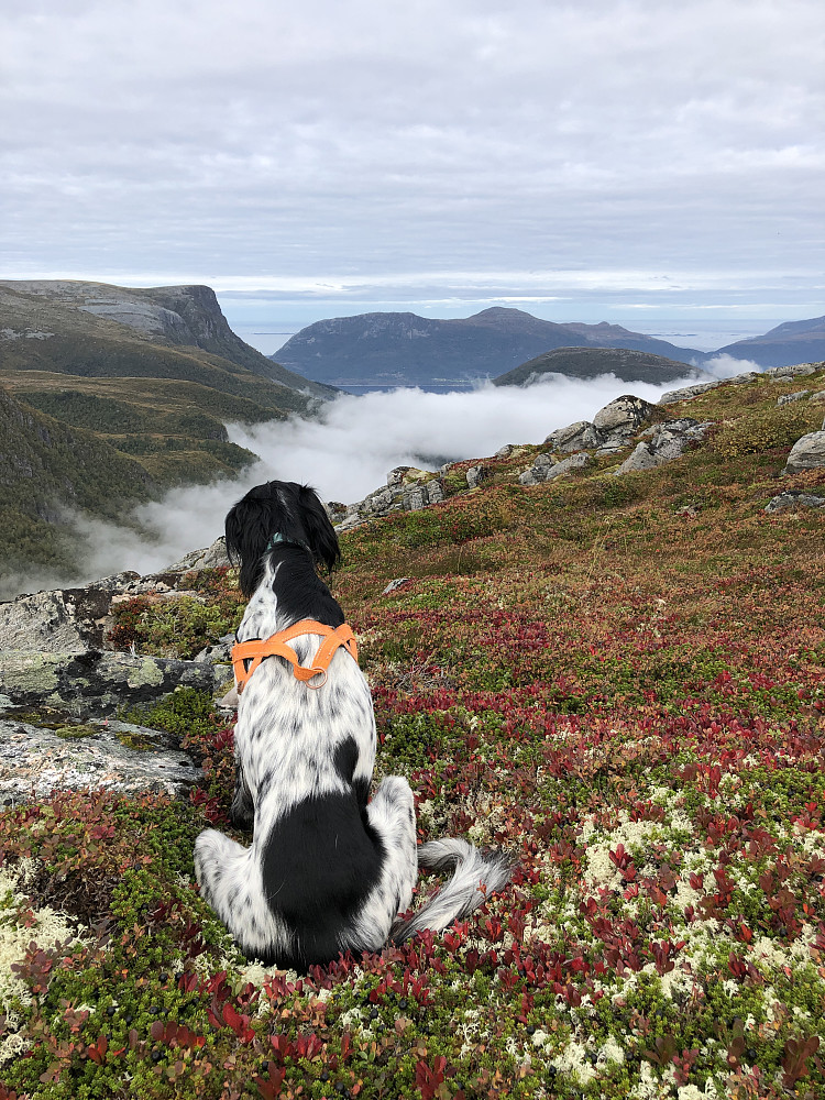 Horja ser på Bløkallen.