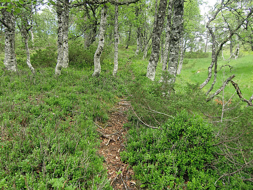 På gammel stølssti 