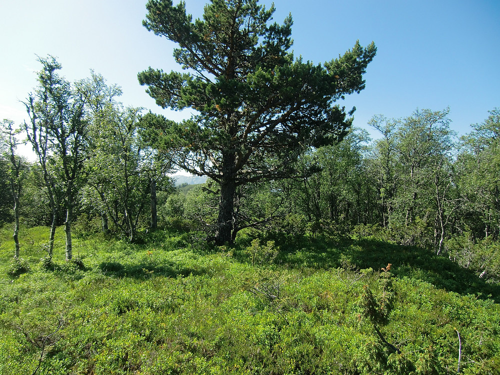 Toppen på Havåsen