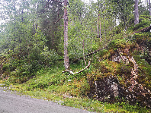 turstart opp ryggen her