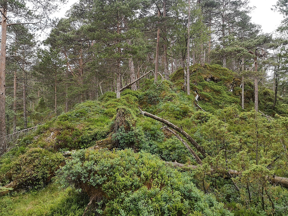 på vei opp ryggen