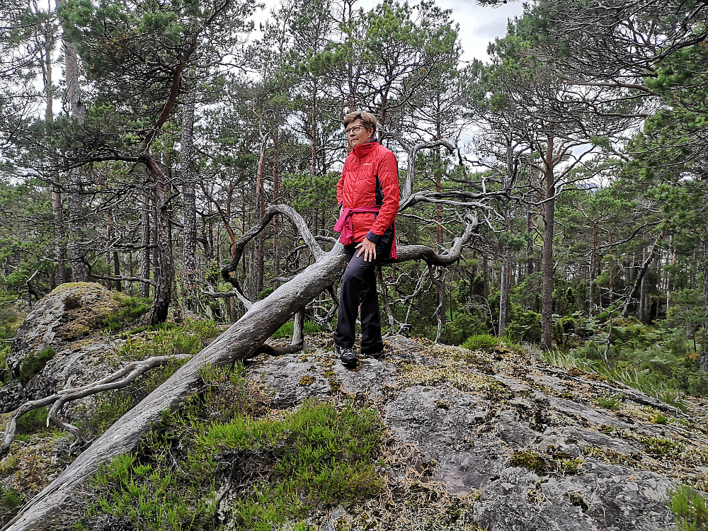 Toppen på Selvågåsen 