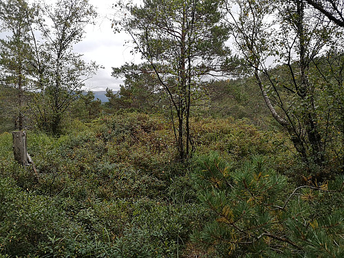 toppen på Ådneskarhaugen