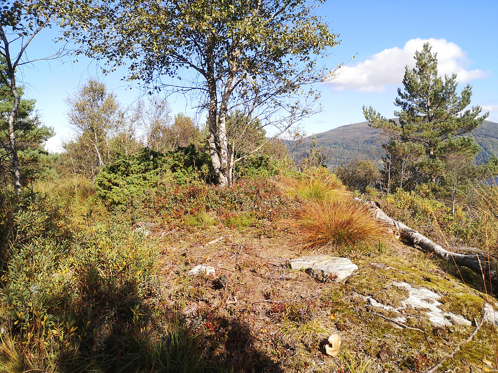 Storsåta