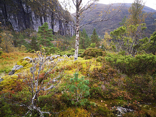 tuft på Åsen
