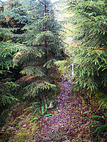 gjennom granskog