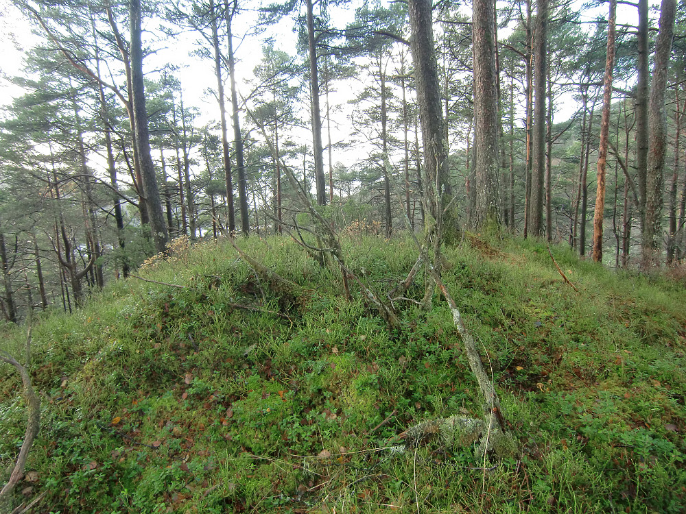 Bjørnåsen