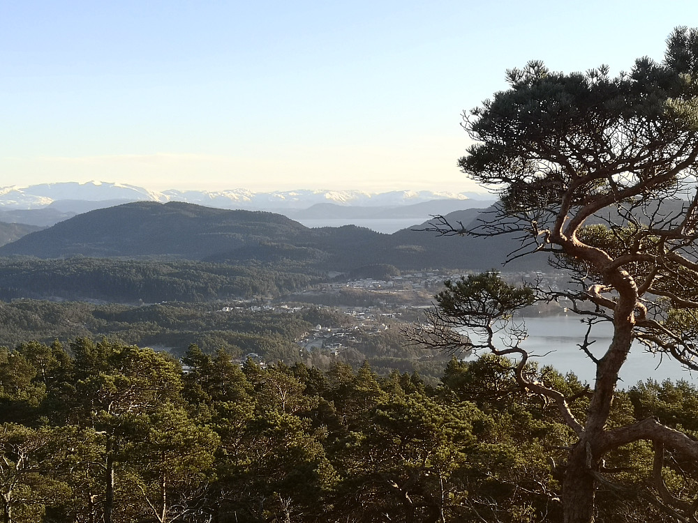 mot Rosendasalpene