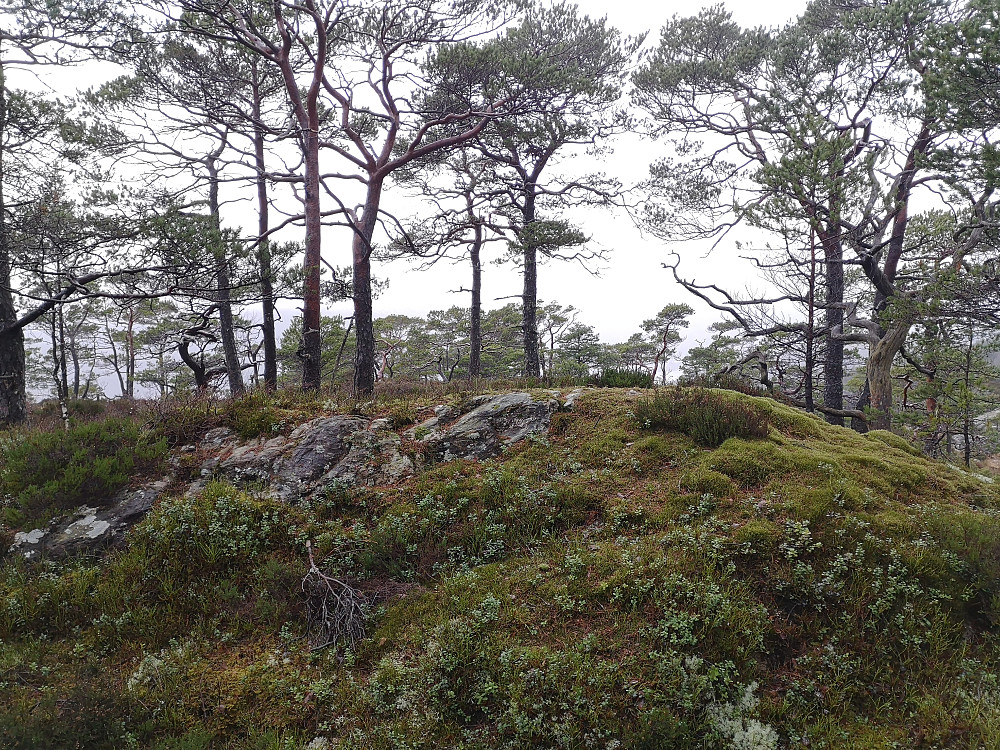 toppen på kråkefjellet