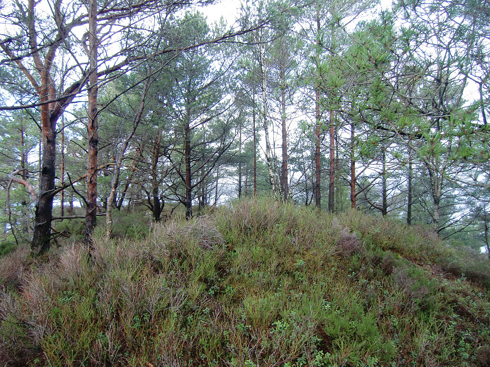 toppen på Kjeneset