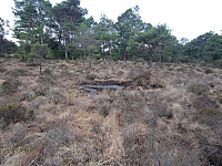 passerte flere hjortegroper