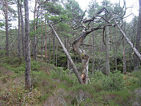 tørrfuru